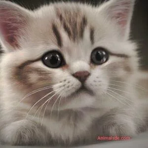 How to Care for a Newborn Kitten in 2024